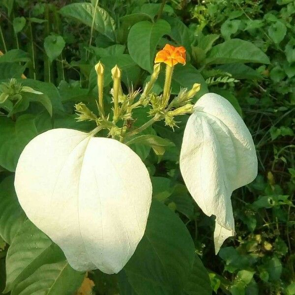 Mussaenda frondosa 花