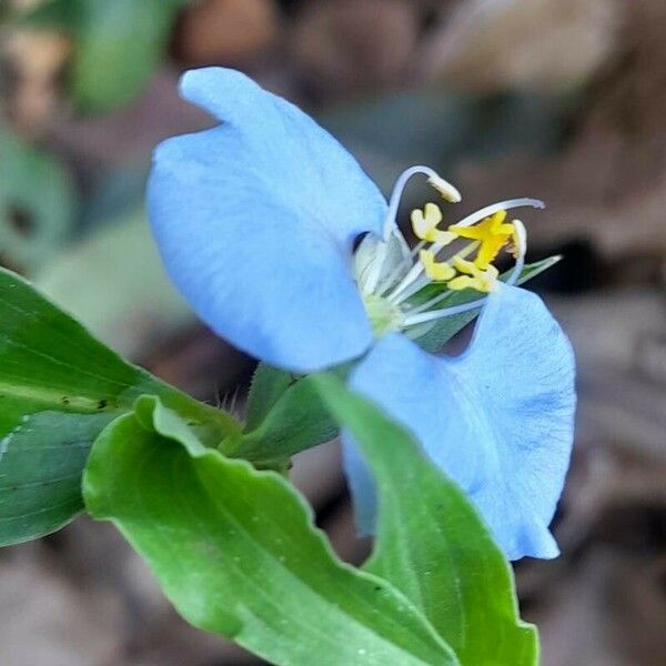 Commelina diffusa 花