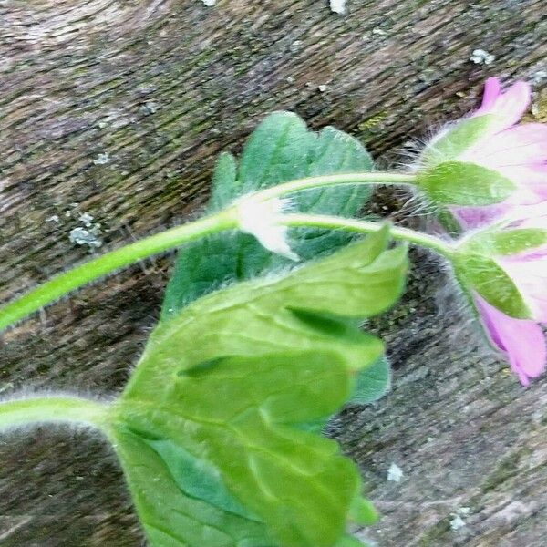 Geranium molle Blüte