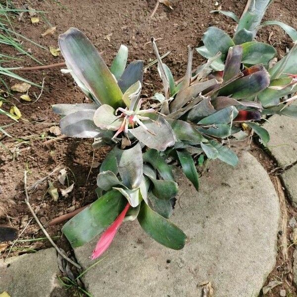 Billbergia vittata പുഷ്പം