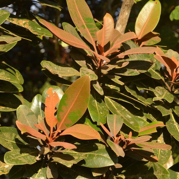 Sideroxylon puberulum Leaf