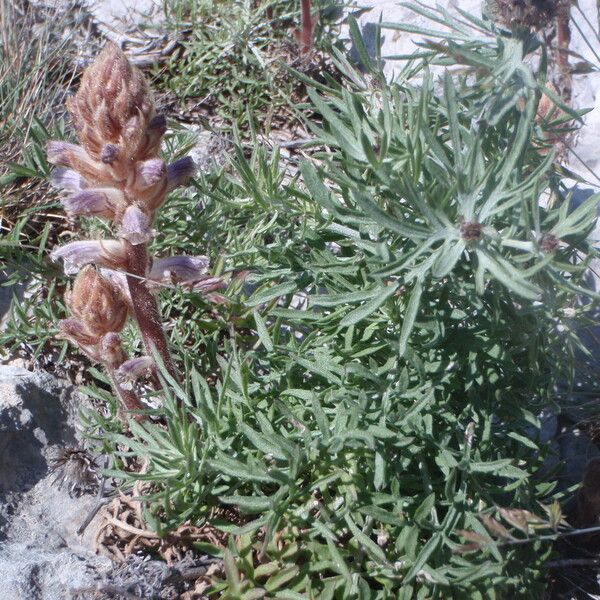 Centaurea corymbosa autre