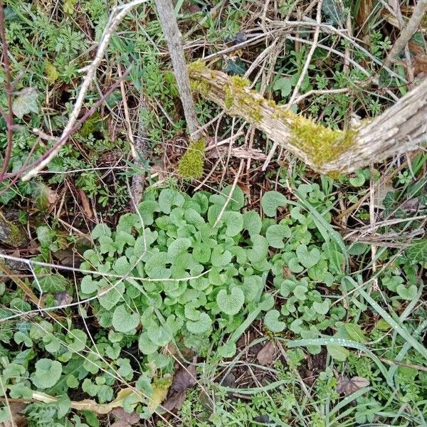 Centella asiatica Yaprak