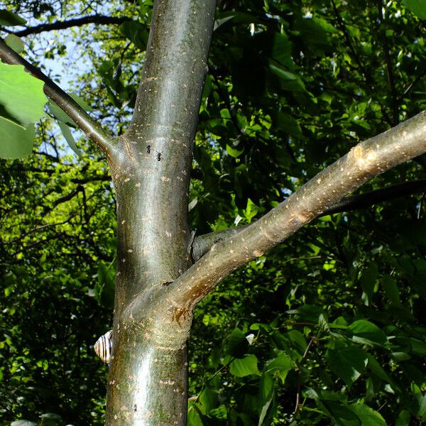 Populus tremula Bark