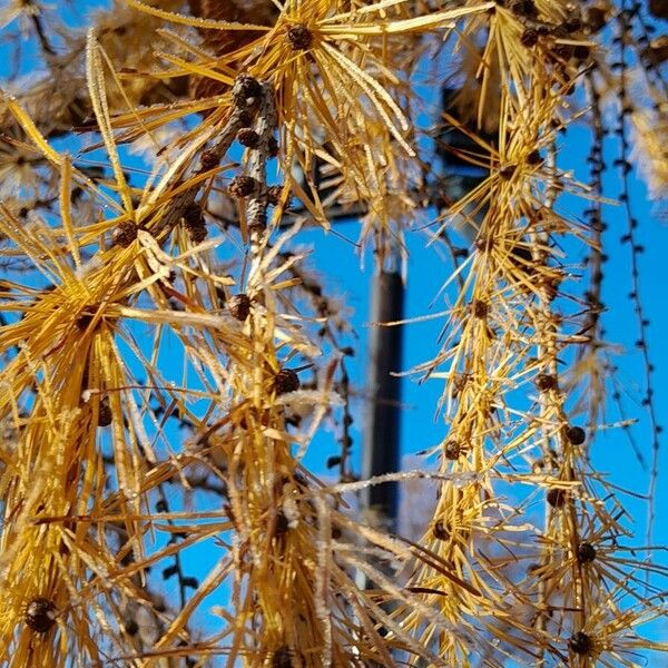 Larix decidua Лист