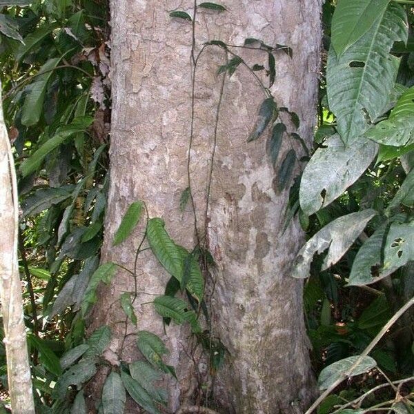 Vochysia guatemalensis Lubje