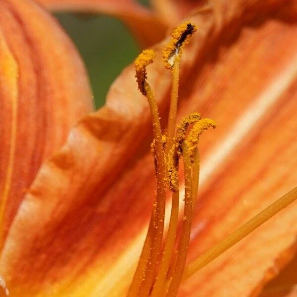 Hemerocallis fulva Плод