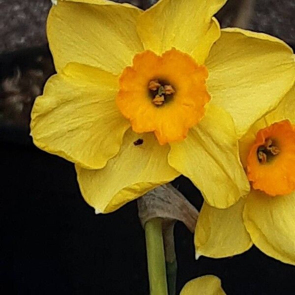 Narcissus jonquilla Flor