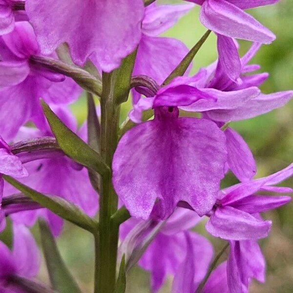 Dactylorhiza foliosa Flower