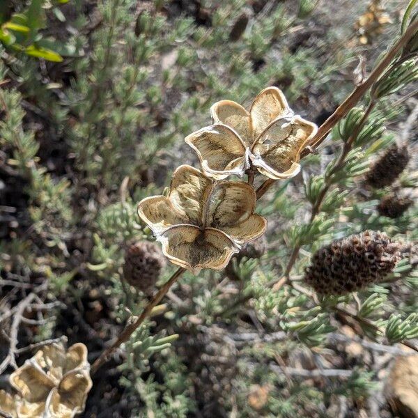 Dipcadi serotinum Fruchs