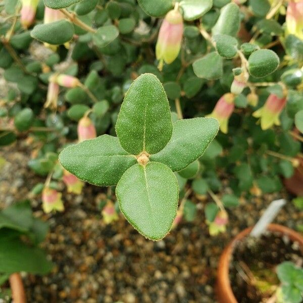 Correa reflexa Leaf