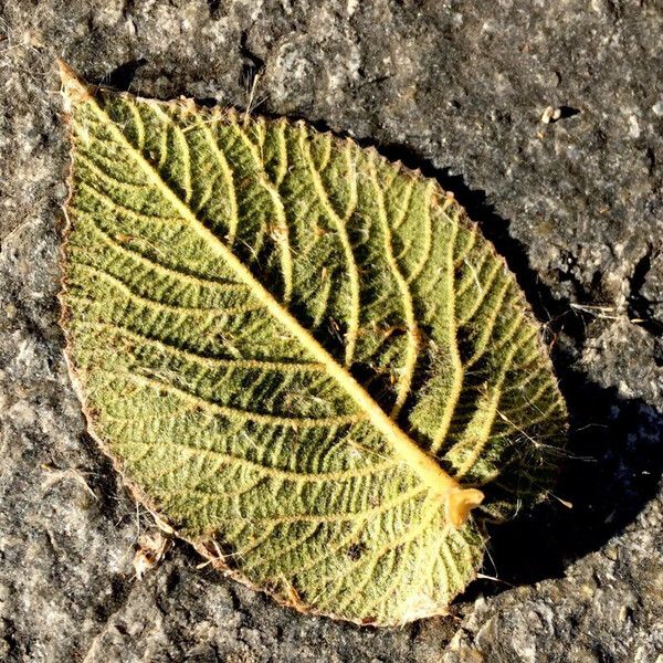 Salix reticulata Foglia