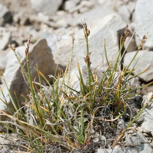 Carex glacialis Habitatea