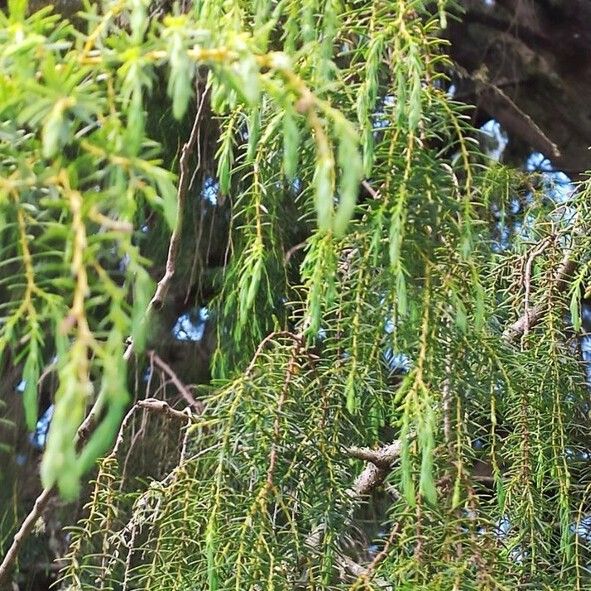 Juniperus cedrus Blad