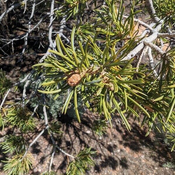 Pinus edulis Fruct