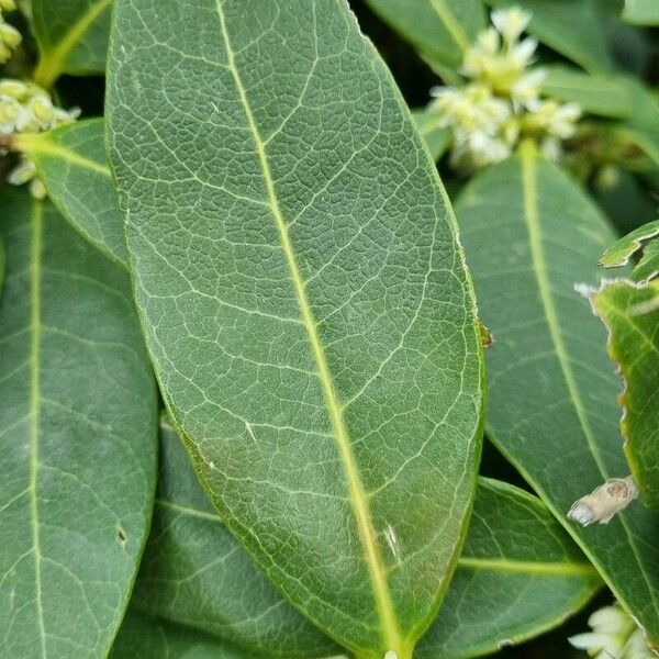 Osmanthus decorus Leaf