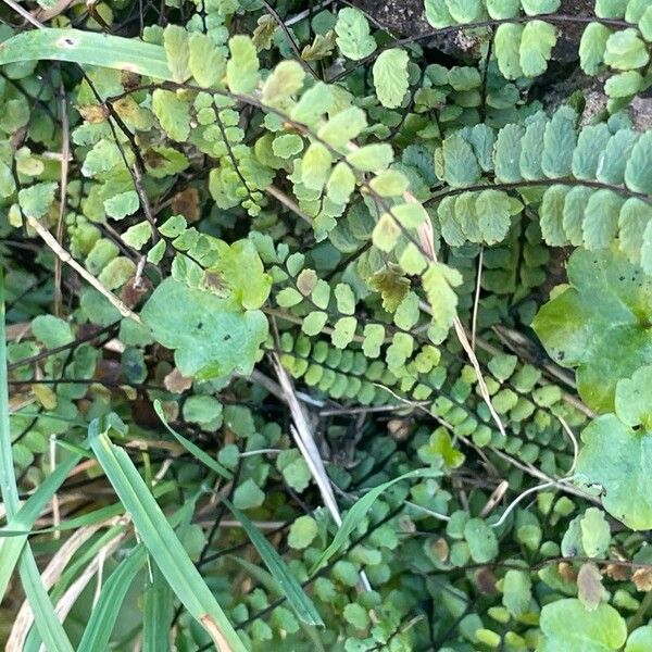 Asplenium trichomanes Ліст