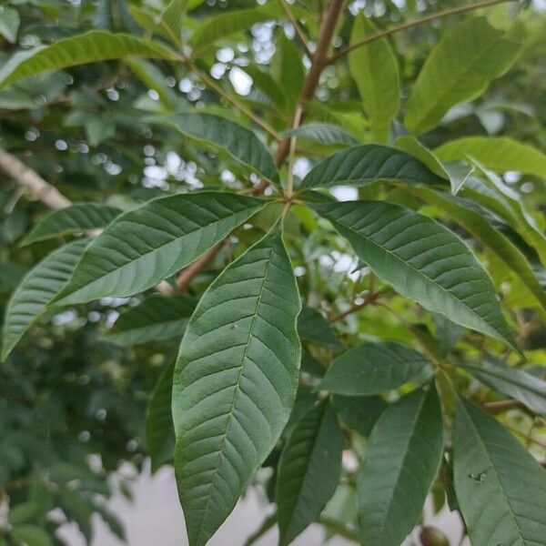 Vitex megapotamica Deilen