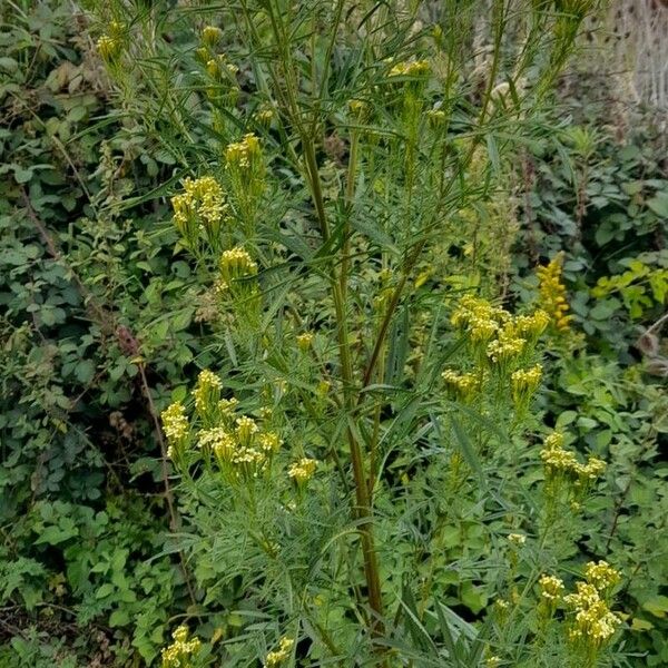 Tagetes minuta عادت داشتن