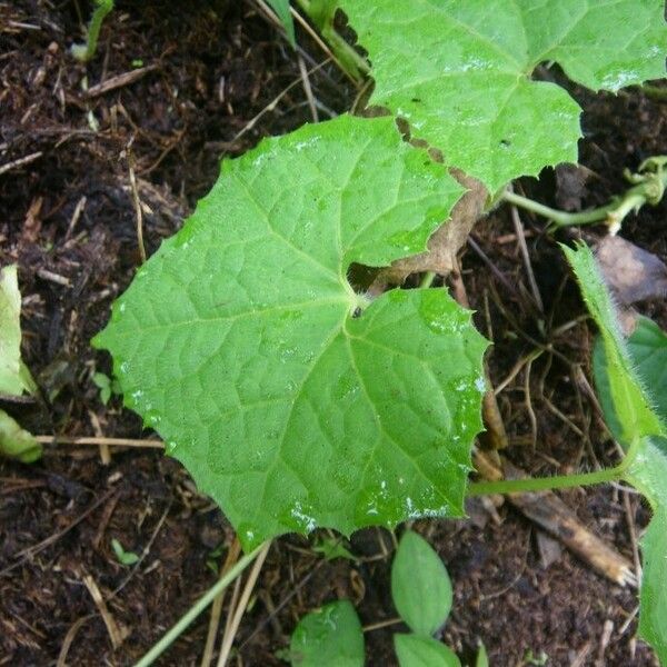 Melothria sphaerocarpa Celota