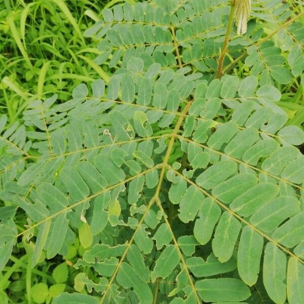 Albizia ferruginea Leaf