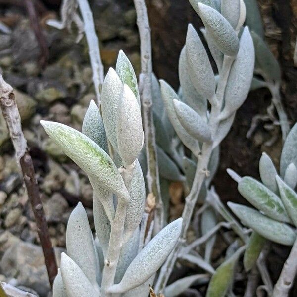 Caputia tomentosa Blad