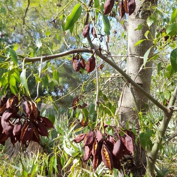 Brachychiton populneus Fruit