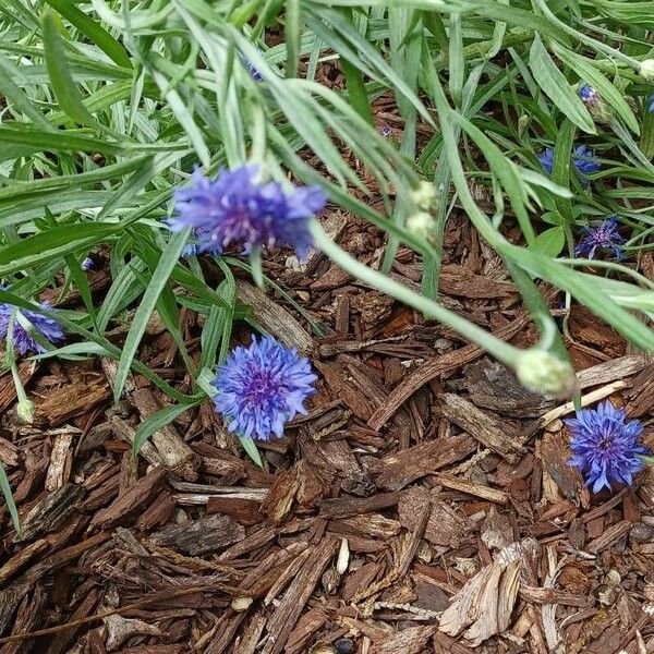 Centaurea cyanus Flower