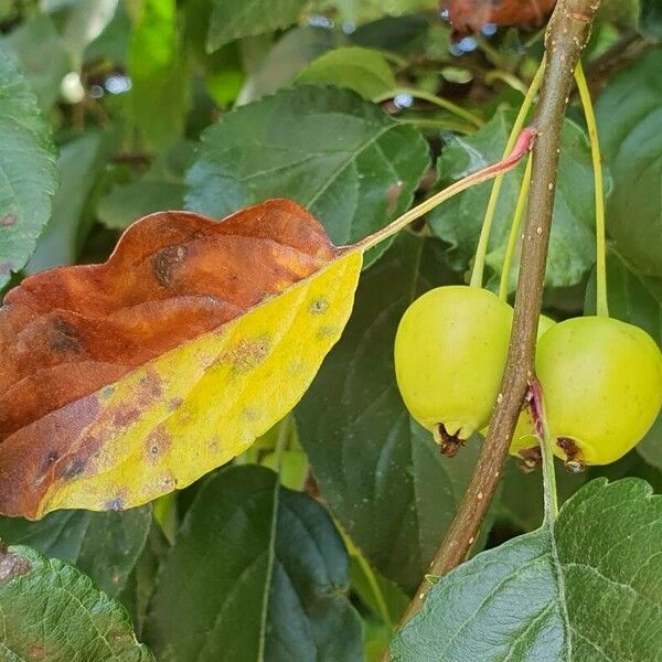 Malus hupehensis Листок