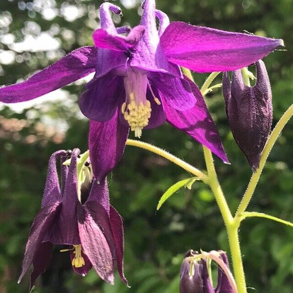 Aquilegia atrata Blüte