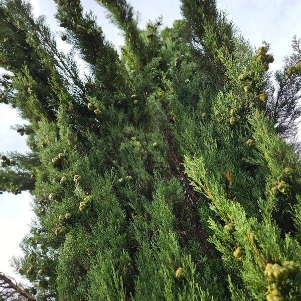 Cupressus sempervirens عادت