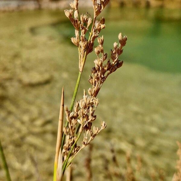 Juncus maritimus ফল