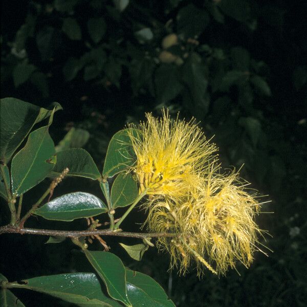 Inga pilosula Flower