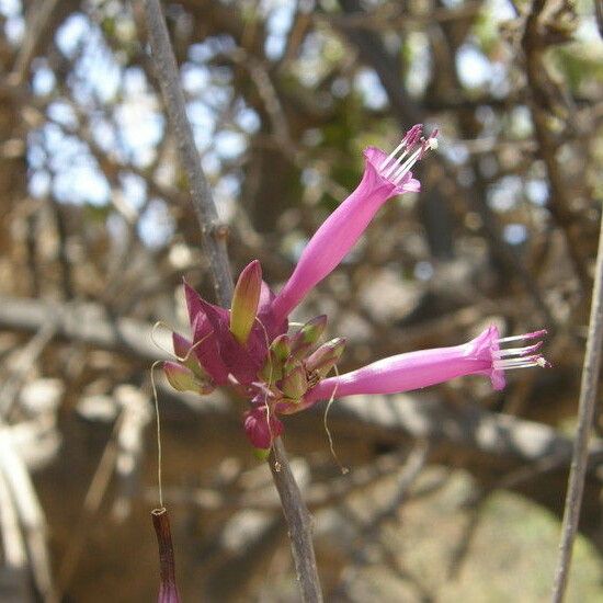 Ipomoea heptaphylla Λουλούδι