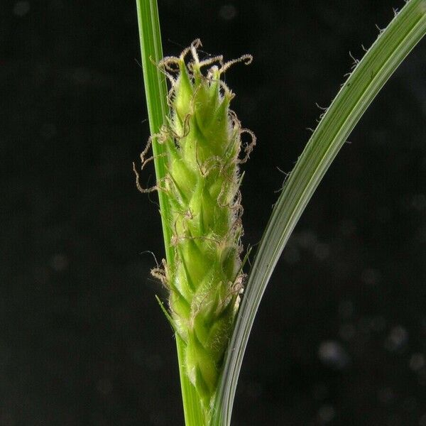 Carex hirta Blomma