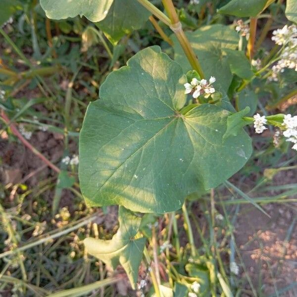 Fagopyrum esculentum Leaf