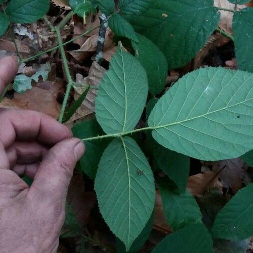 Rubus scaber List