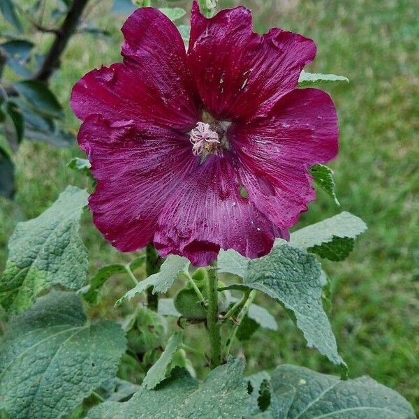 Alcea setosa ফুল