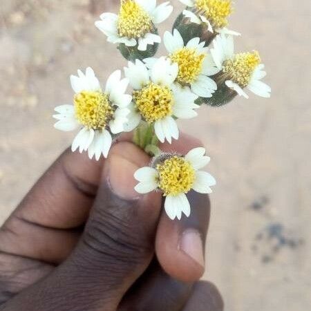 Tridax procumbens പുഷ്പം