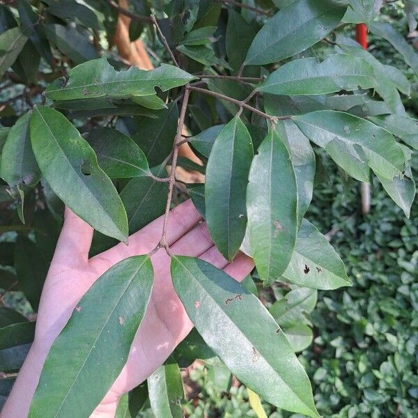 Plinia edulis Leaf