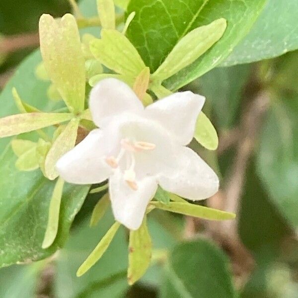 Abelia chinensis Цветок