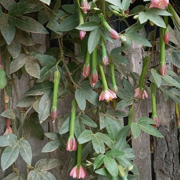 Passiflora tripartita Blüte