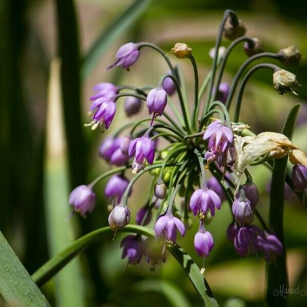 Allium cernuum Fiore