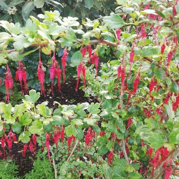 Ribes speciosum Φύλλο