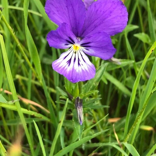 Viola lutea Květ