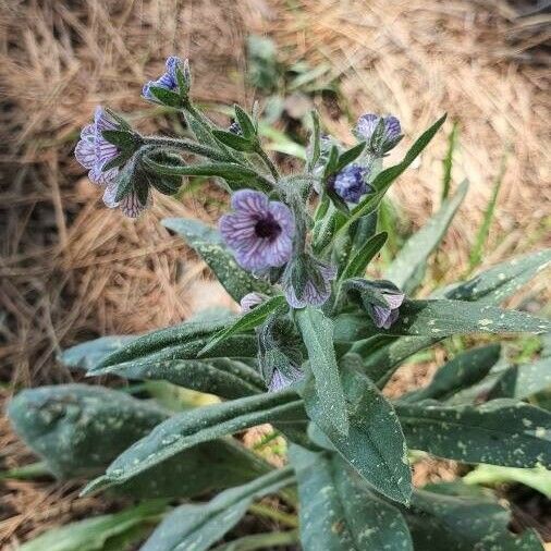 Cynoglossum creticum Цветок