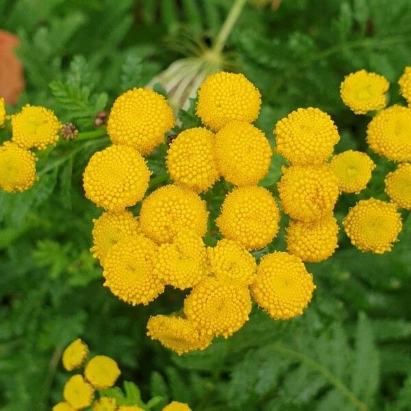 Tanacetum vulgare ফুল