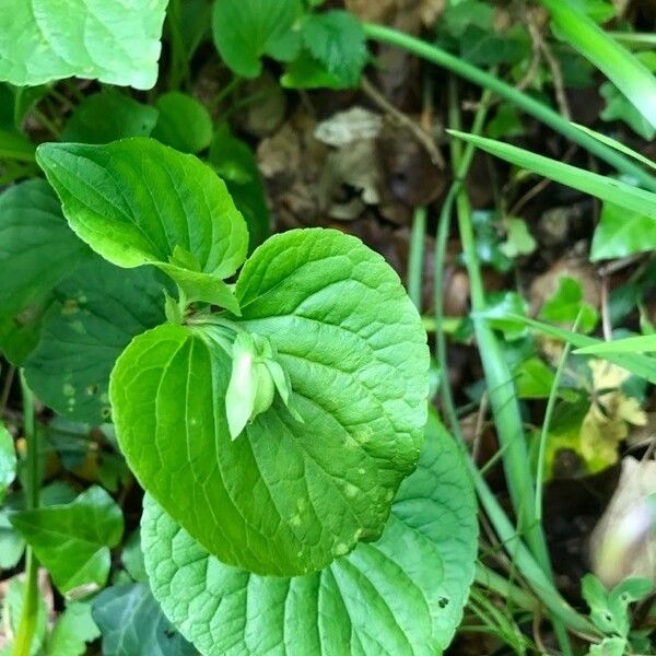 Viola mirabilis Blad