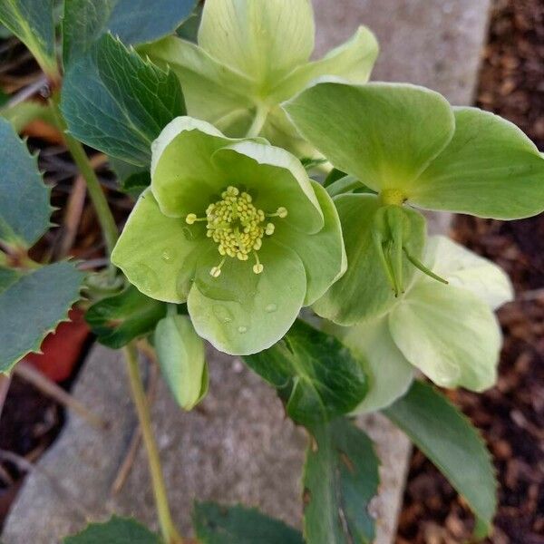 Helleborus argutifolius Květ