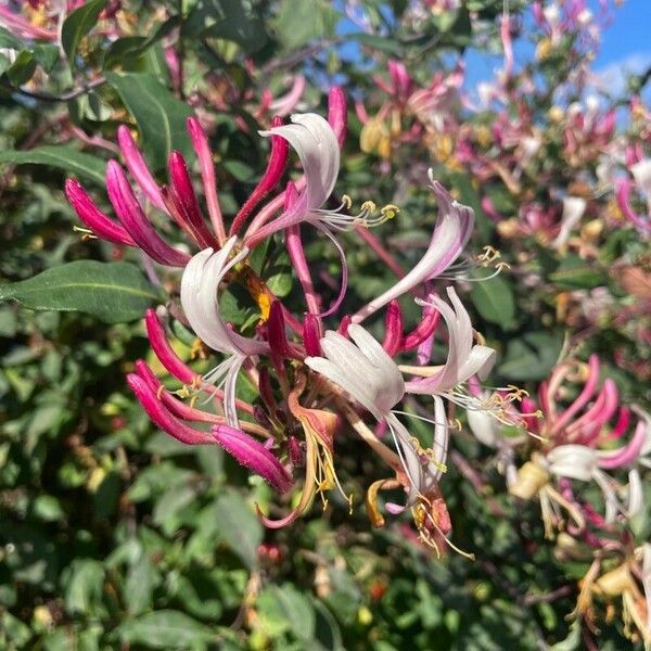 Lonicera etrusca 花